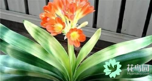 君子兰最夏养植攻略