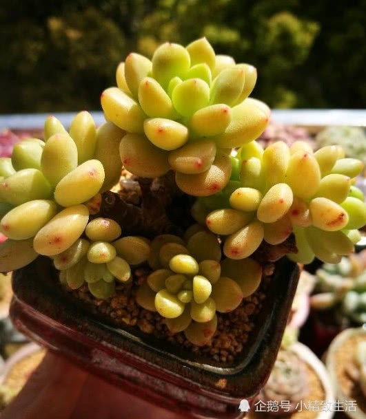 入坑2年的多肉植物玩家给新肉友的19条忠告 虽不全面但很真诚