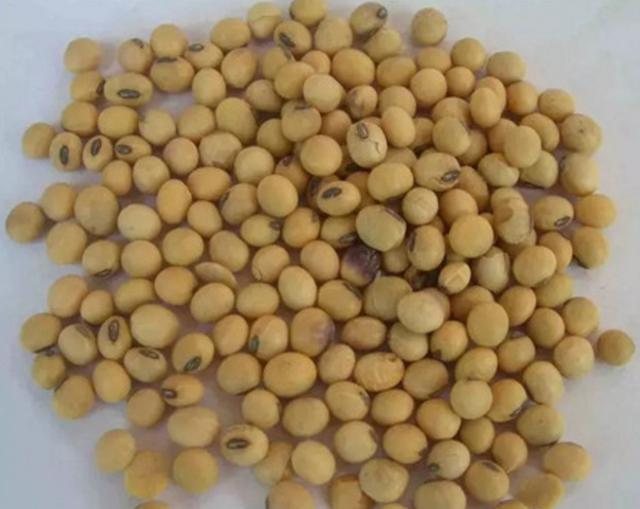 黄豆做花肥 让花卉枝繁叶茂 叶子绿油油