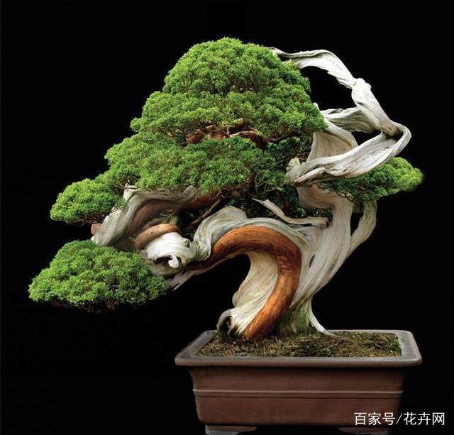 盆景的线条美 分享几个例子