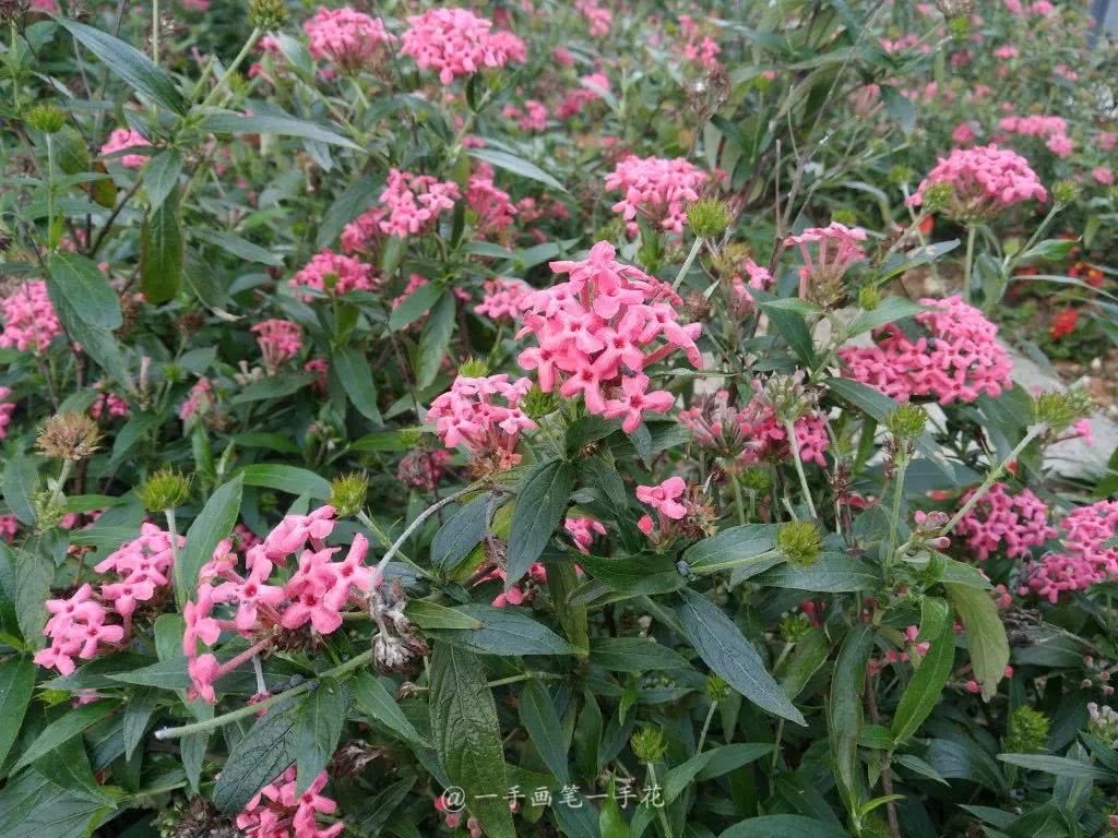 粉花无尽叶背银