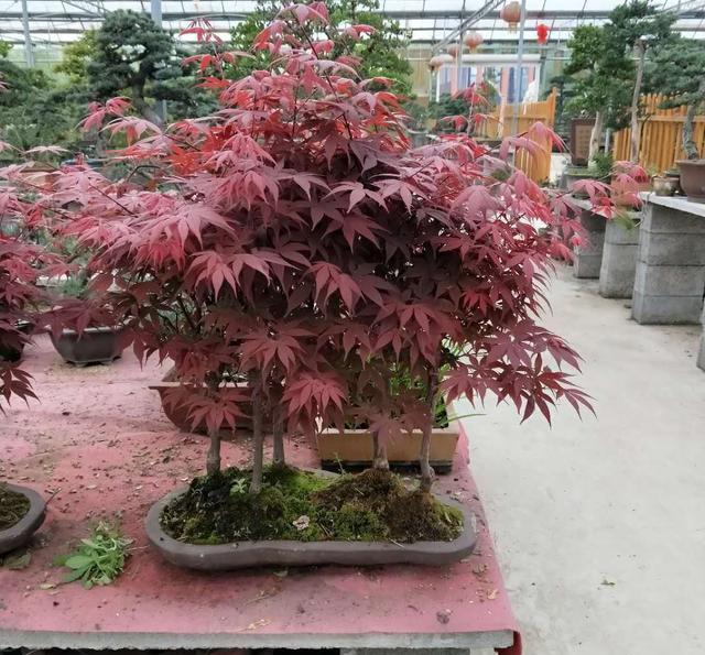 红枫盆景 凌霄花 三角梅
