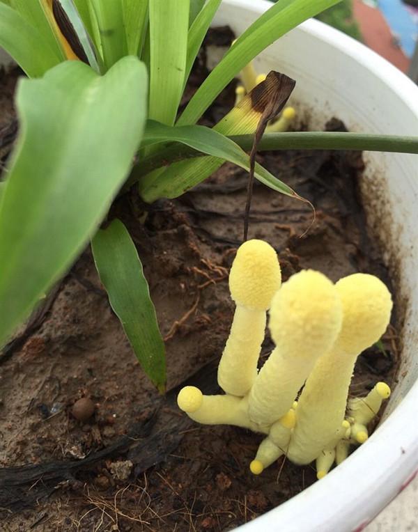 家中盆栽发现圆头嫩黄色的菌菇 颜色好美 这能吃吗？