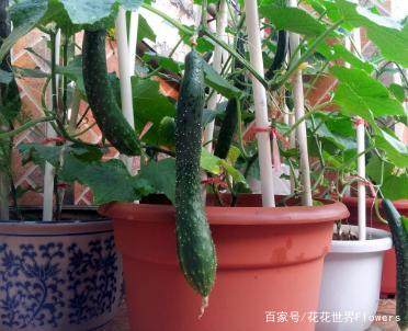 盆栽黄瓜太流行 只要做好这几点 花盆挂满了黄瓜 健康又美味