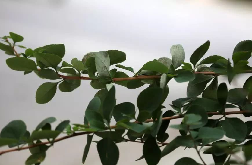 山里一刺树 曾被农民砍来当柴烧 树根却是稀罕物 是治炎症良药