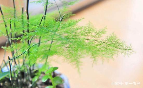 这些盆栽植物 土培、水培都没问题 新手养盆栽的首选 别错过