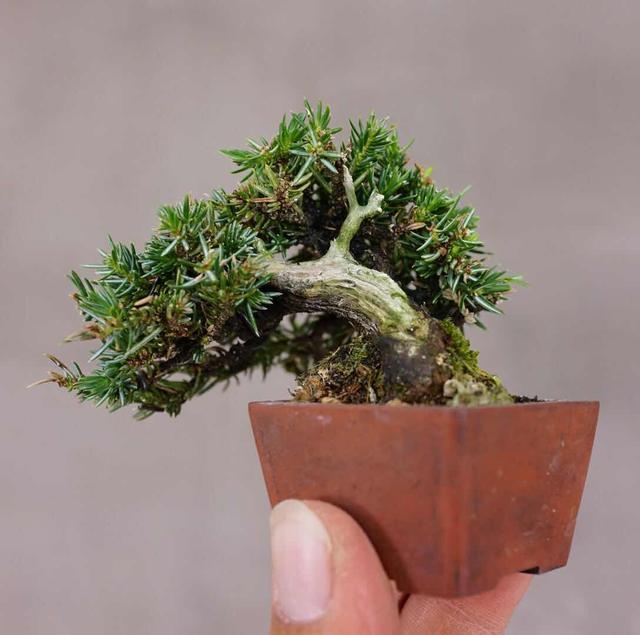 园林树木整形修剪的程序
