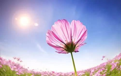 炎夏养花千万要注意这几点