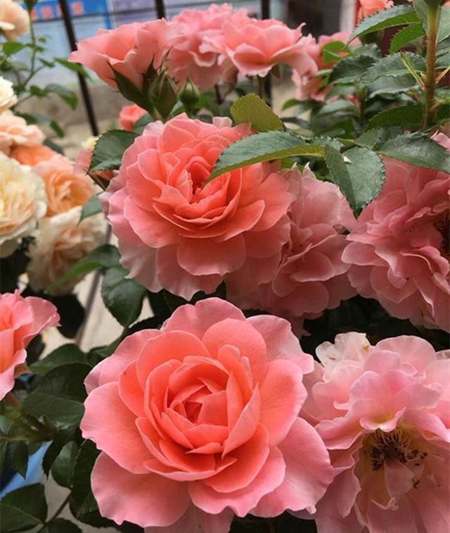 养月季 会摘会掰 开花够嗨