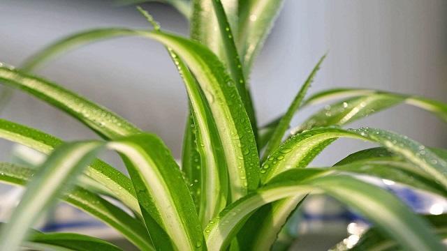 这7种花 最适合养在家里 吸害还能蹭蹭长