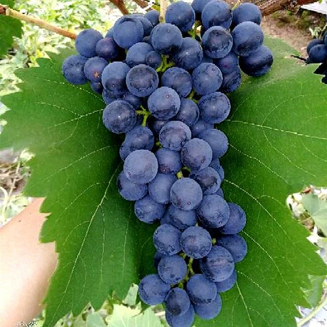 日光温室葡萄花期管理技术