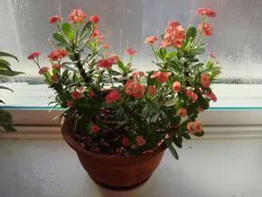 此花比绿萝还好养 扔盆里就能长满盆 四季开花 号称开花机器