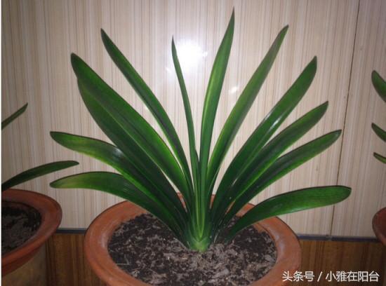 把这些扔进花盆 花草5年不用施肥 叶片大又亮 花苞开满枝