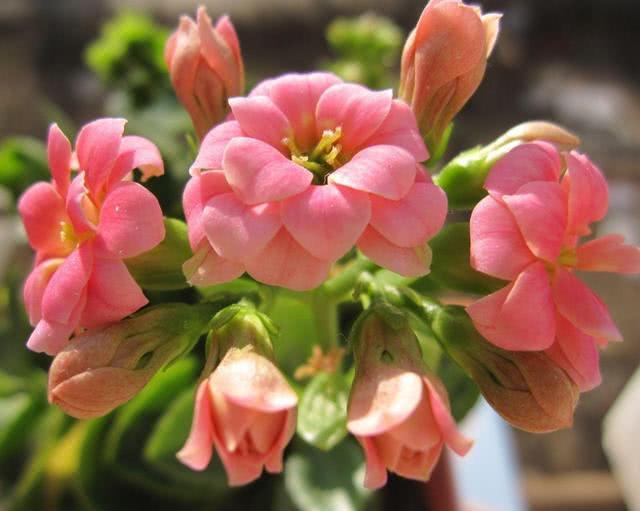 长寿花夏季出现叶片发黄干枯、茎秆黑腐？原因及解决办法在这里