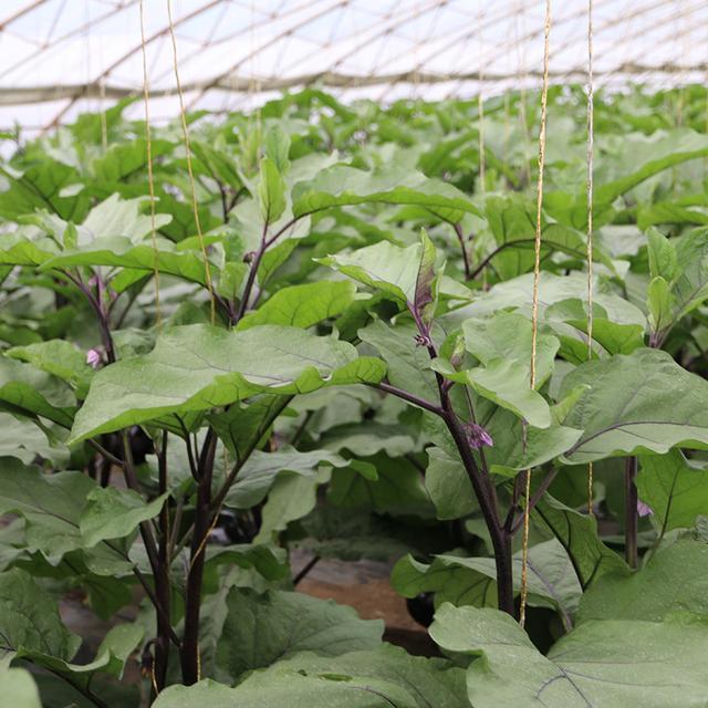 茄子定植后田间管理技术
