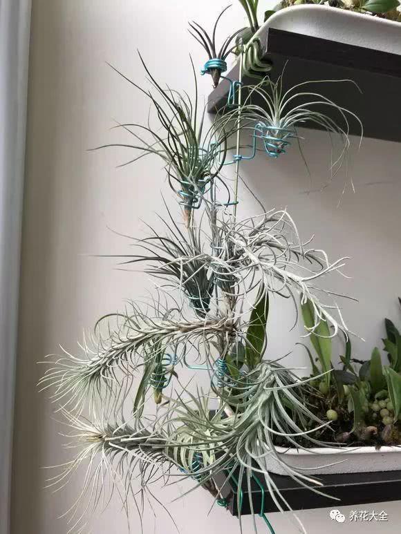 这花吊起来养 一夏天都不想出门 还不占地儿