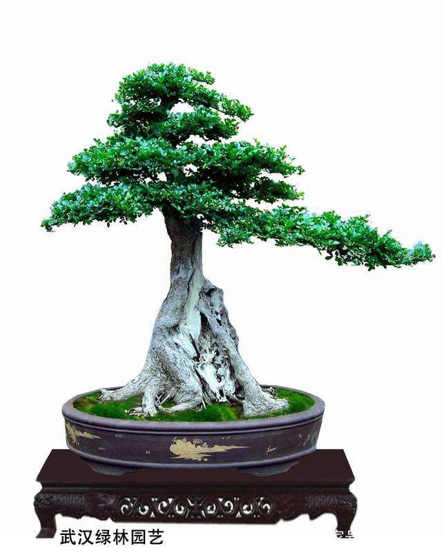 盆景制作中配件的选择 建议收藏