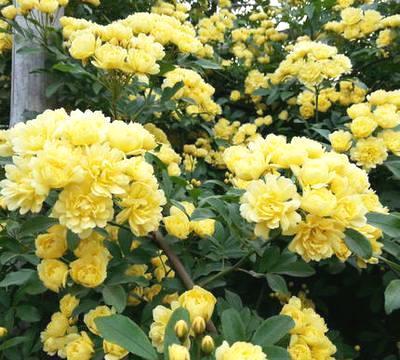 最适合养在家里的花卉 好养 存活率又高 花开又美