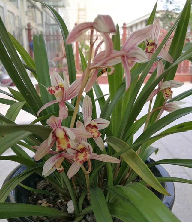 夏天养兰花 来个素养法 花开一把把