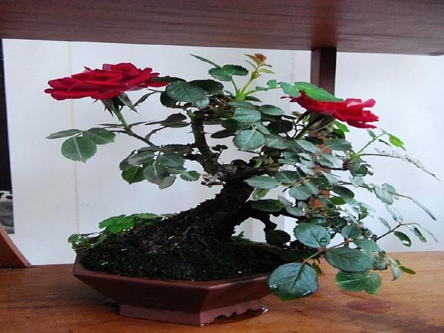 这4种盆栽再便宜也别买 捡一点枝条就能成活 千万别花冤枉钱