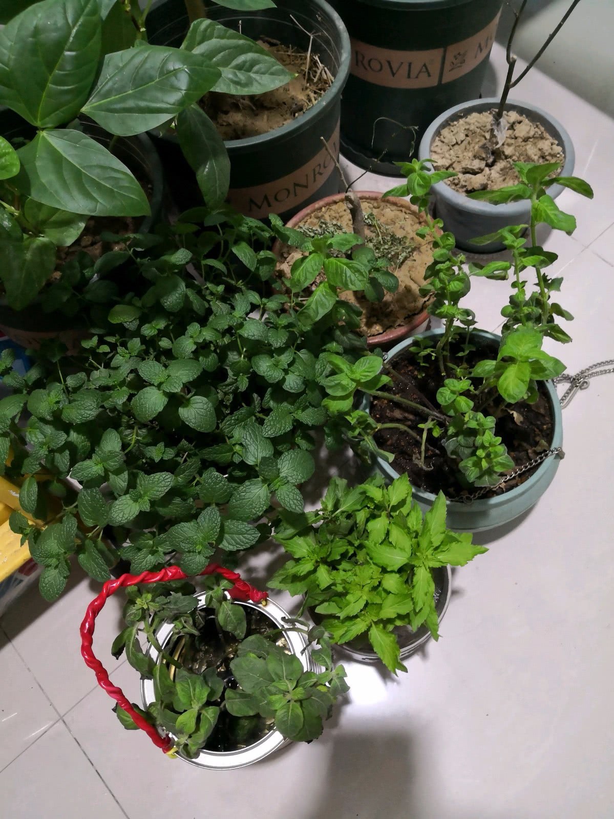 夏天家里养这么一棵 一不小心就爱上了