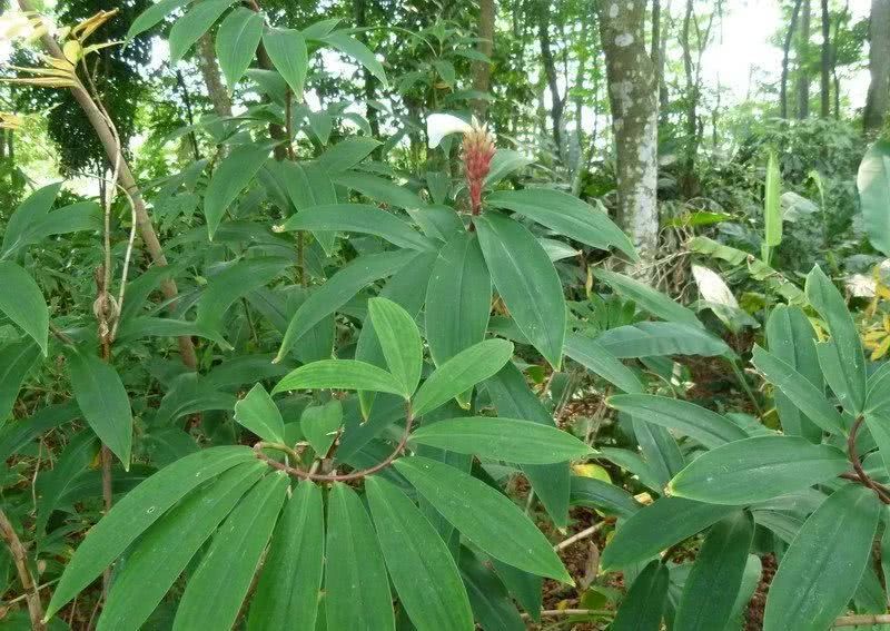 这种植物形似一根拐棍 种一次能收5年 农民种它亩入2万元