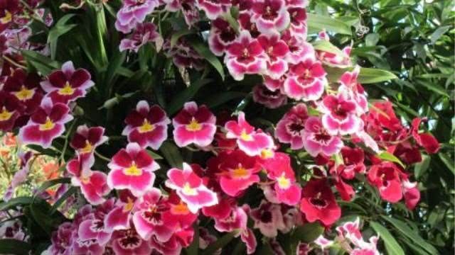 夏天不想出门 种点这种花 浇浇水就能活
