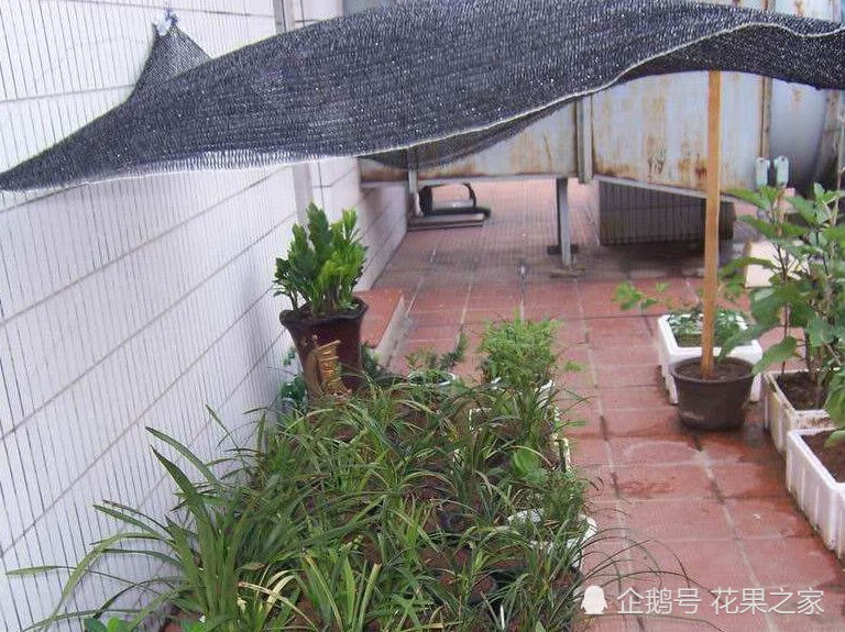 兰花怕热才要搭遮荫网？其实我们都被骗了
