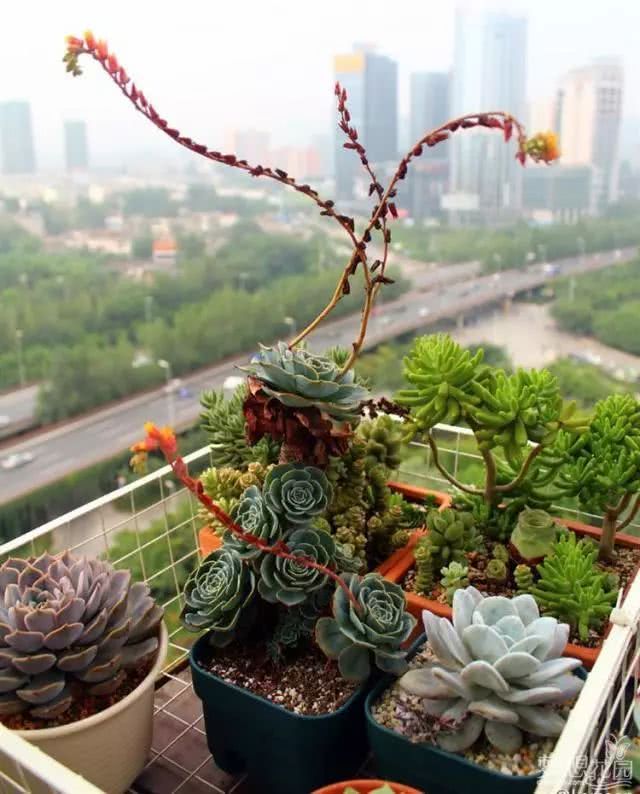 盆花浇水不足或浇水过多的害处 你知道多少?