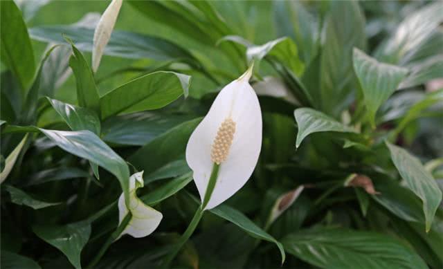 在家中养一盆白鹤芋 掌握这个方法 越长越茂盛
