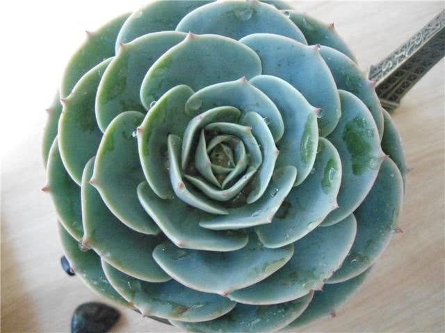 观赏多肉玉蝶养护技巧 适应能力强 简单好活