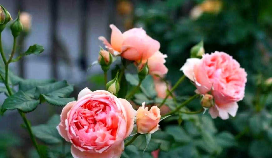 夏季天气闷热 月季易招虫 这种小东西撒一把 害虫赶的远远的