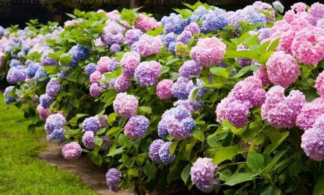 让绣球花能够年年开花的原因 你需要做好5件事