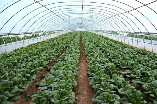 棚室娃娃菜栽培技术要点