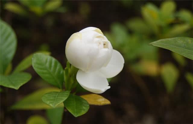 栀子花刚买就掉花苞 掌握这个小妙招 花芽满枝头