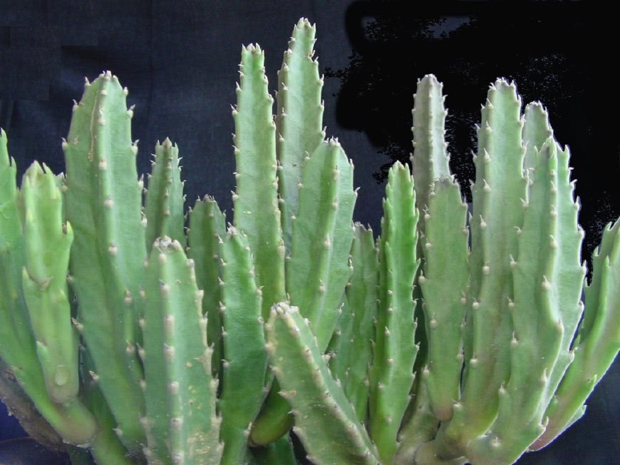 这4种植物 既好养活又防辐射 还美观大气 适合放在办公室