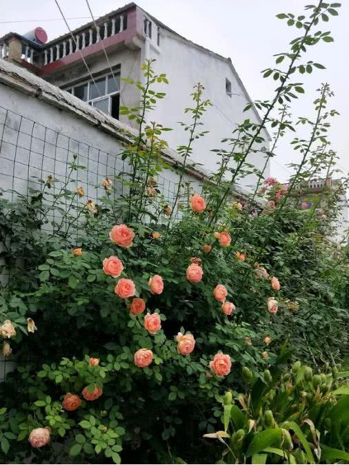 难以根治的月季根瘤病需以预防为主