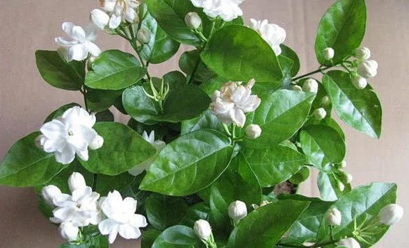 夏天茉莉怎么养？茉莉花养护技巧大全