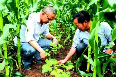 “油/玉/豆”循环种植增产又增收