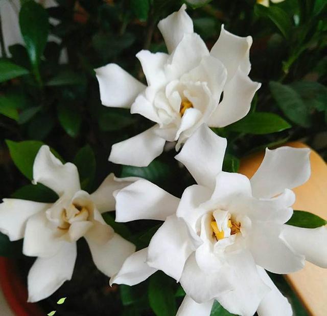盆栽栀子花 没做好3点 叶片黄蔫蔫