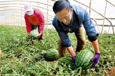 春棚西瓜“甜蜜”致富