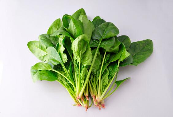阳台蔬菜种植——菠菜