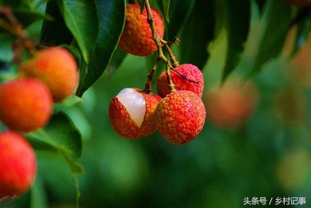 农民种植“三月红”变着法子赚大钱,日入上千元