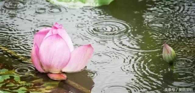 还记得洪湖的夏雨荷吗?6月烟波里她在公园等你!