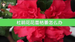 杜鹃花花蕾枯萎怎么办