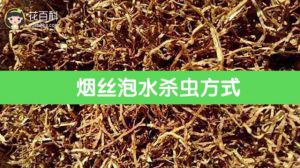 烟丝泡水杀虫方式