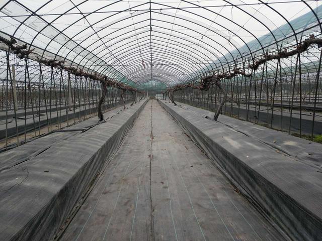 葡萄种植几个误区