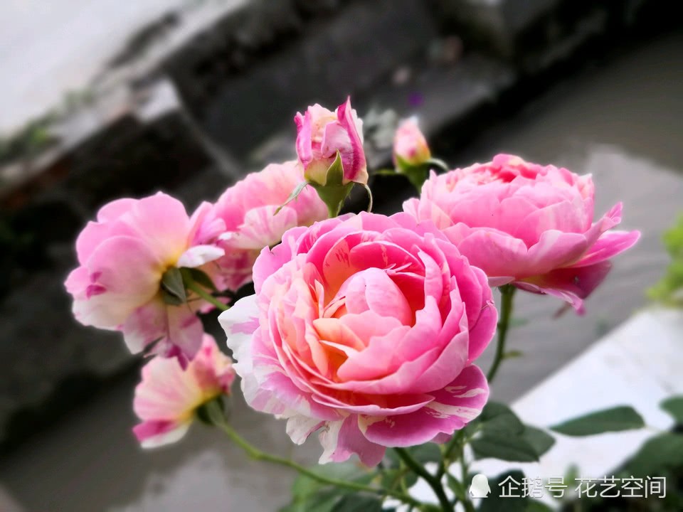 冯大爷不经意的一个动作 让月季花10年没得过红蜘蛛蚜虫 佩服