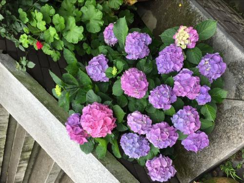 浇花多费点心思 保证花卉越长越好 轻松就能长爆盆