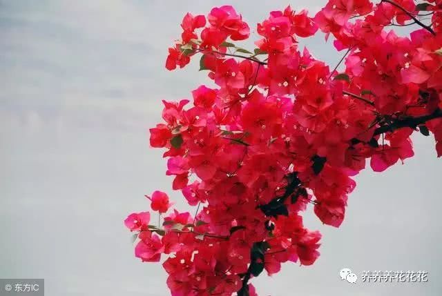 三角梅花谢之后最全修剪方法 再也不怕花期短啦